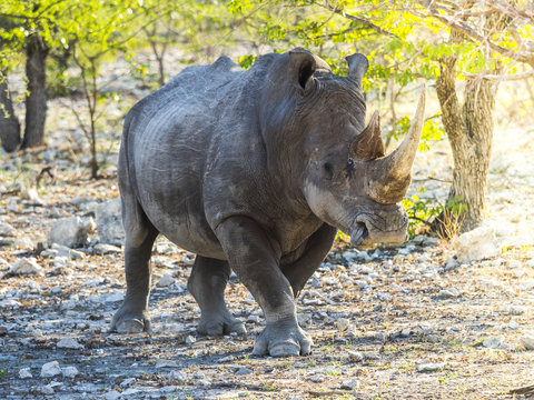Namibia, Outjo, Ongava Wild Reservat, wide-mouthed rhinoceros
