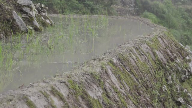 Fish splashes inside a Chinese rice paddy