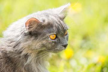 chat aux yeux jaunes sur fond de prairie