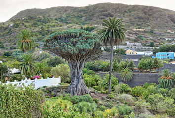 Famous Dragon Tree „Drago Milenario“ in Icod de los Vinos (Tenerife, Canary Islands)