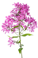 Inflorescence of pink phlox isolated on white background.