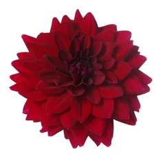 Peel and stick wall murals Dahlia Burgundy dahlia flower isolated on white background.