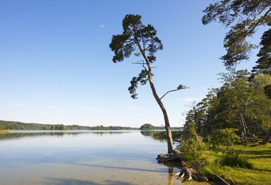 Germany, Bavaria, Fuenfseenland, Lake Ostersee, Scots pine on the waterside