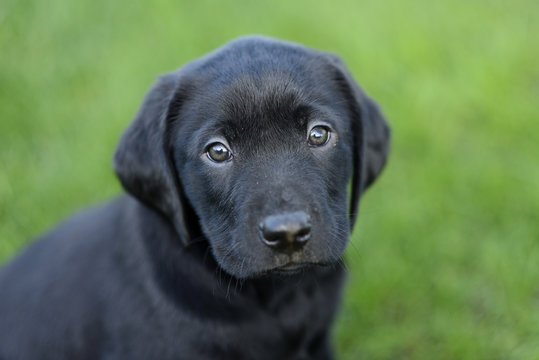 Portrait of black Labrador puppy