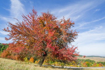 Fototapeta premium Tree with completely red leaves against an orange and evergreen tree covered mountain side. Beautiful, colorful autumn background