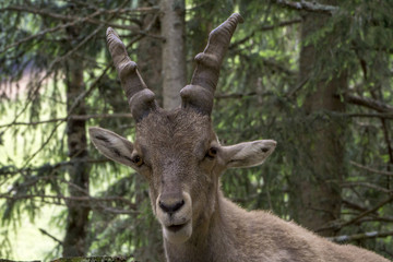 Naklejka na ściany i meble Portrait of an alpine ibex (capra ibex).