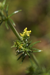 Galium verum