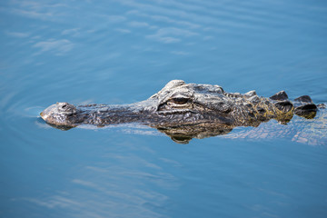 alligator en train de nager dans les everglades