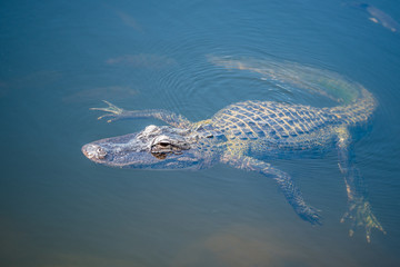 alligator en train de nager dans les everglades