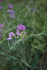 Lathyrus sylvestris