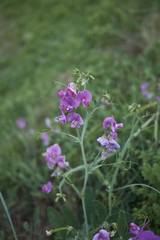 Obraz premium Lathyrus sylvestris