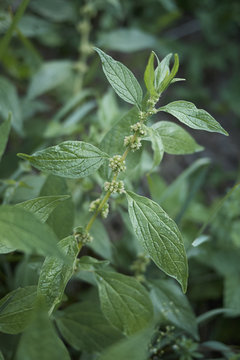Parietaria officinalis