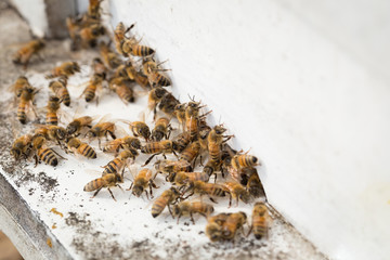 Bees find food and keep in White bee boxes