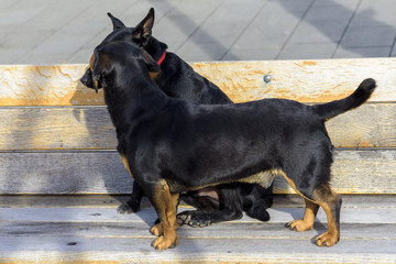 two dogs are playing on a wooden bench
