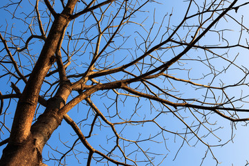 tree branch