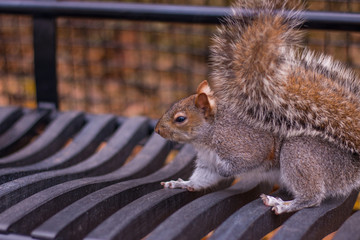 A beautifull squirrel