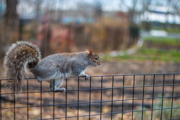 Obraz premium A beautifull squirrel
