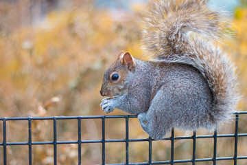 Obraz premium A beautifull squirrel