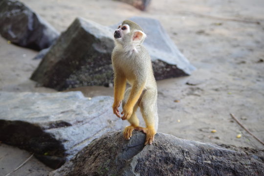 &Icirc;le aux singes 