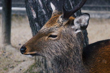 Fototapeta premium Japanese deer