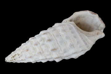 White seashell
