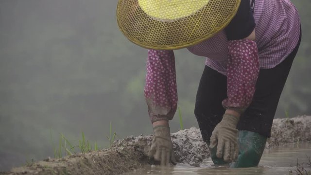 Chinese woman doing difficult farm work