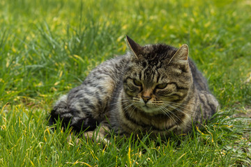 Laying cat in garden