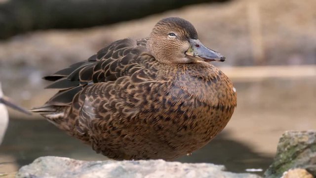 Cinnamon teal (Spatula cyanoptera)
