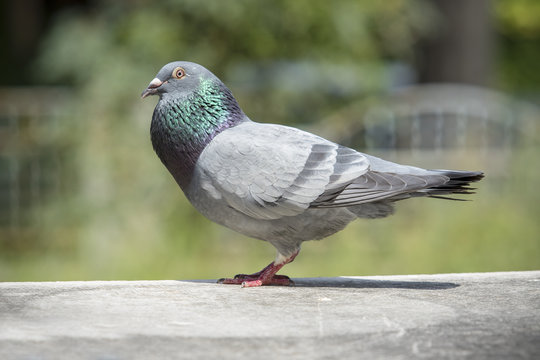 full body of homing pigeon bird in green park