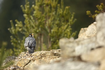 Falco peregrinus. Peregrine Falcon has a cosmopolitan extension. Naturally, it occurs not only in...
