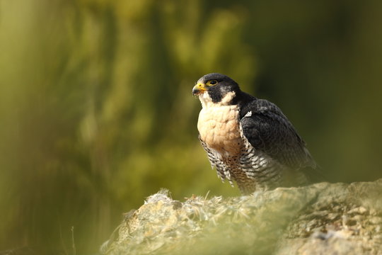 Falco peregrinus. Peregrine Falcon has a cosmopolitan extension. Naturally, it occurs not only in Antarctica, in parts of South America, New Zealand, and Iceland. Photographed in Czech. Winter nature.