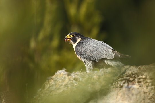Falco peregrinus. Peregrine Falcon has a cosmopolitan extension. Naturally, it occurs not only in Antarctica, in parts of South America, New Zealand, and Iceland. Photographed in Czech. Winter nature.