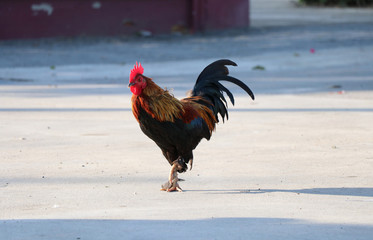 Rooster beautiful hair color  gracefully walk on a cement floor with sun shining in the evening