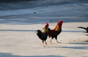 Two Rooster beautiful hair color  gracefully walk on a cement floor with sun shining in the evening