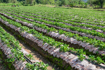 Landscape groove strawberry plantation