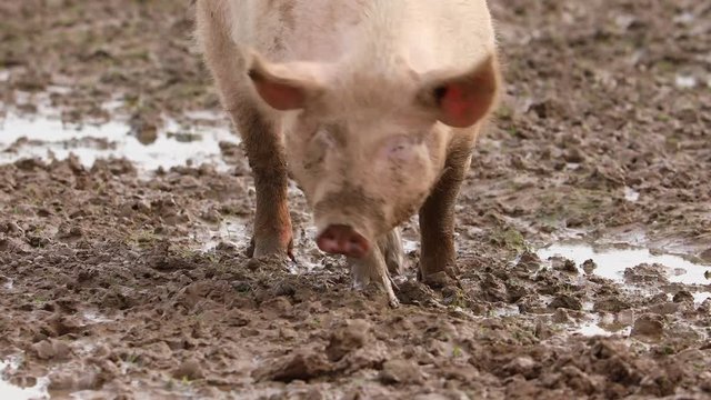 Schwein suhlt im Schlamm