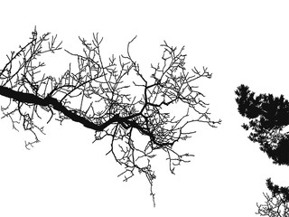 Obraz premium Realistic tree silhouette (Vector illustration).ai10