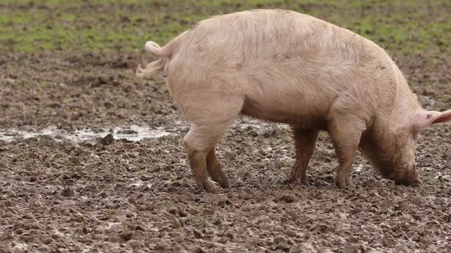 Schwein suhlt im Schlamm