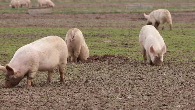 Schwein suhlt im Schlamm