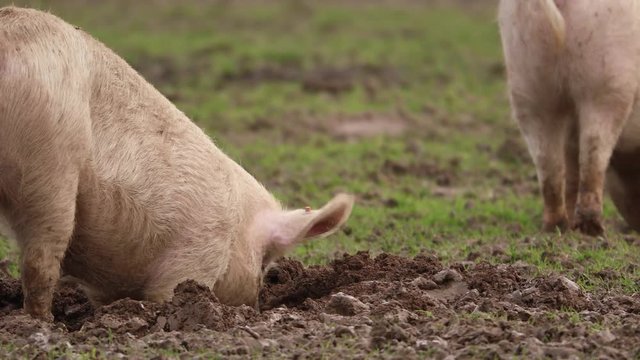 Schwein suhlt im Schlamm