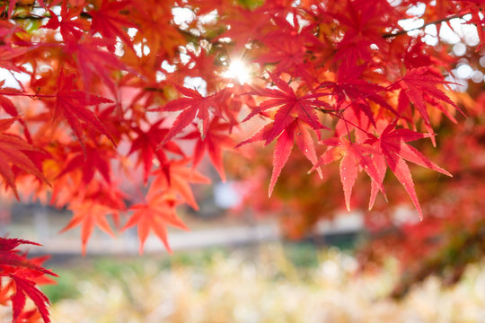Red Maple leaves in corridor garden with sunlight background