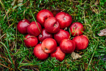 ripe apples on the green grass