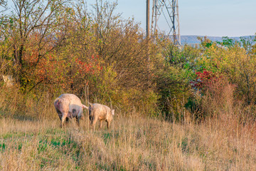 Pigs walking home on small gravel road at the mountain top during autumn sunset. Dry, yellow grass meadow and colorful dyed trees all around
