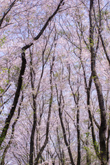 満開の桜