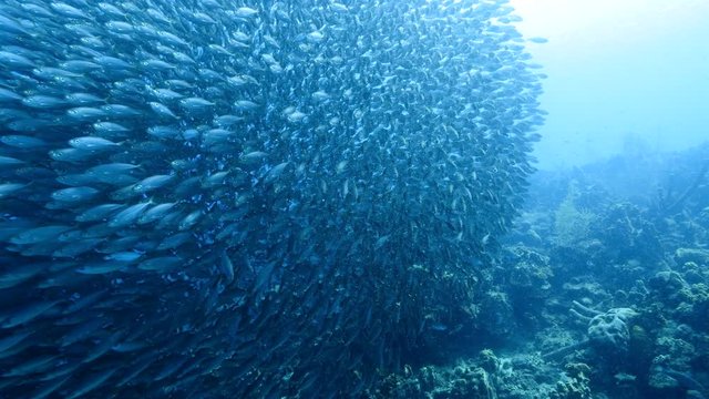 Bait ball at the coral reef in the Caribbean Sea at scuba dive around Curacao /Netherlands Antilles