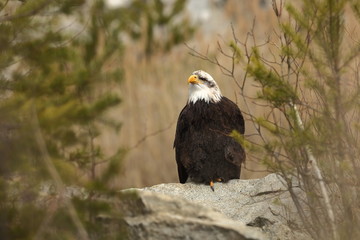 Haliaeetus leucocephalus. Bald Eagle is a big bird of prey living in North America. It is a national bird and a symbol of the state of the United States. Located in most of Canada and Alaska and the U
