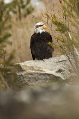 Haliaeetus leucocephalus. Bald Eagle is a big bird of prey living in North America. It is a national bird and a symbol of the state of the United States. Located in most of Canada and Alaska and the U