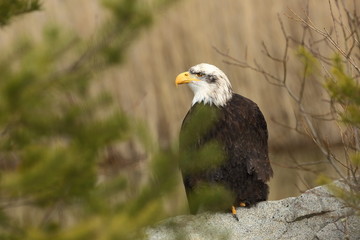 Haliaeetus leucocephalus. Bald Eagle is a big bird of prey living in North America. It is a national bird and a symbol of the state of the United States. Located in most of Canada and Alaska and the U