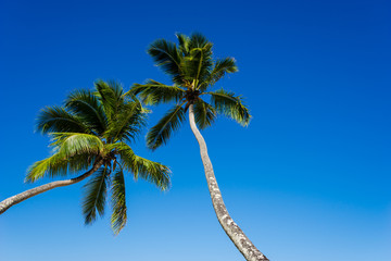A typical postcard image of two palm trees against a bright blue sky on a sunny day