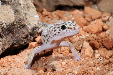 Leopardgecko (Eublepharis macularius) - leopard gecko 